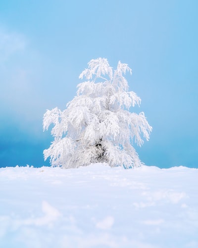 蓝天下白雪覆盖的树